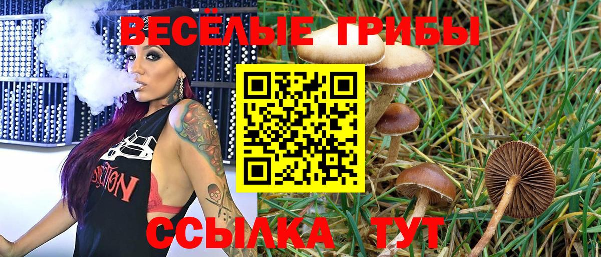 Псилоцибиновые грибы Psilocybe Горячий Ключ